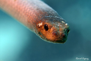 Little Curious one
(It liked to see itself in my camera'... by Raoul Caprez 